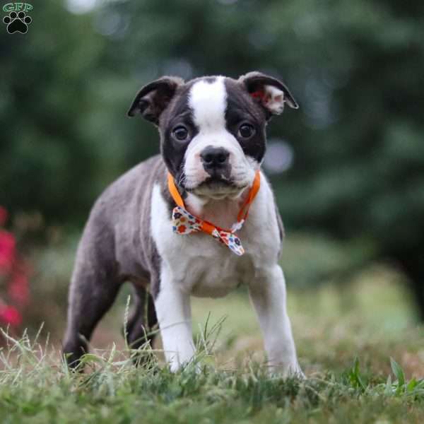 Maverick, Boston Terrier Puppy