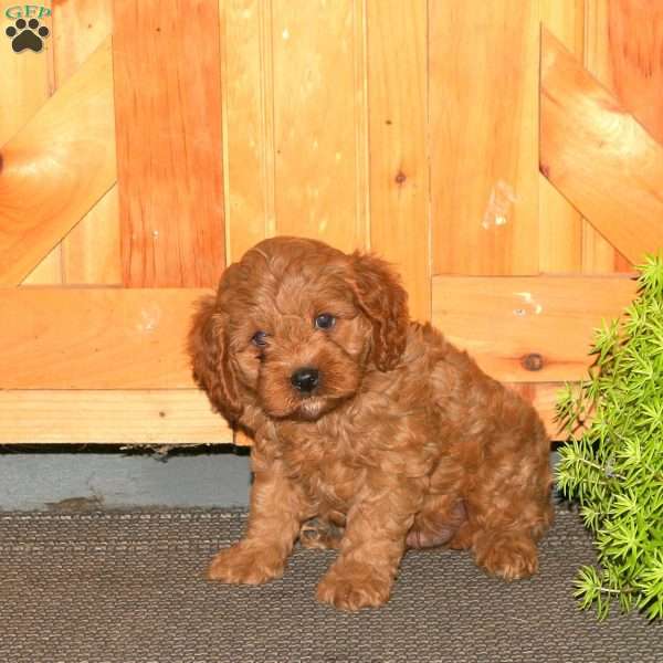 Maverick, Cavapoo Puppy