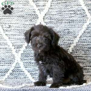 Maverick, Mini Schnoodle Puppy