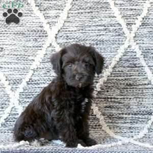 Maverick, Mini Schnoodle Puppy