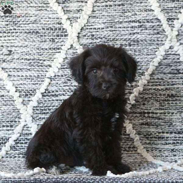 Maverick, Mini Schnoodle Puppy