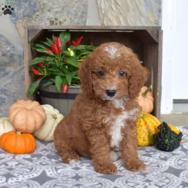 Max, Mini Goldendoodle Puppy