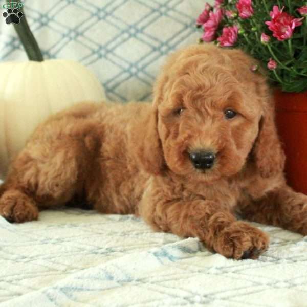 Max, Mini Goldendoodle Puppy