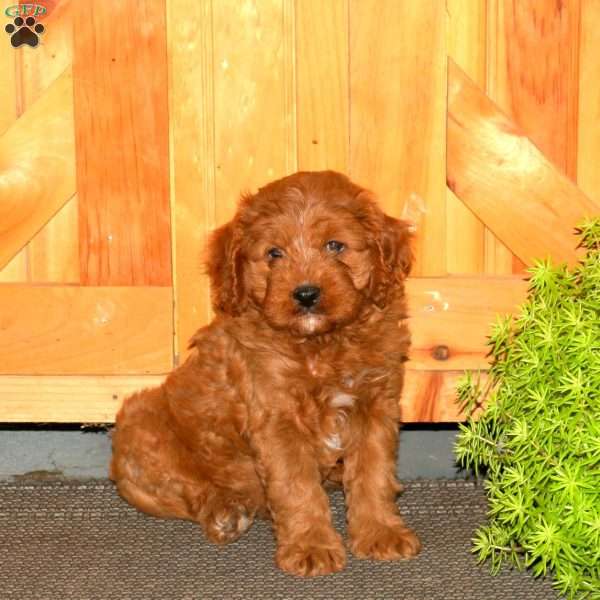 Max, Cavapoo Puppy