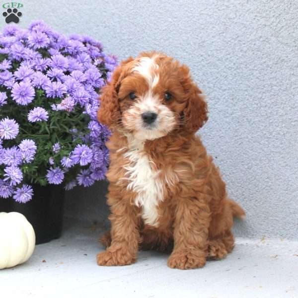 Max, Cavapoo Puppy