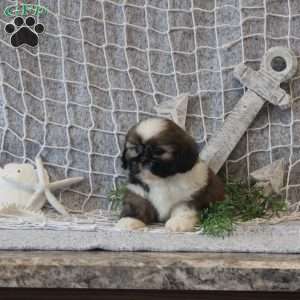 Max, Shih Tzu Puppy