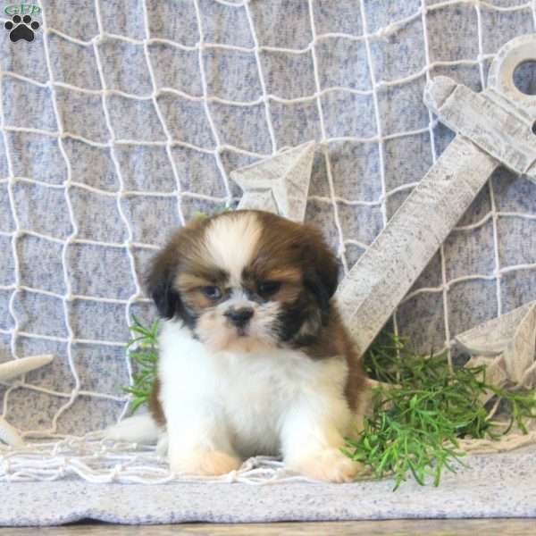 Megan, Shih Tzu Puppy