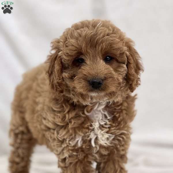 Megan, Mini Goldendoodle Puppy