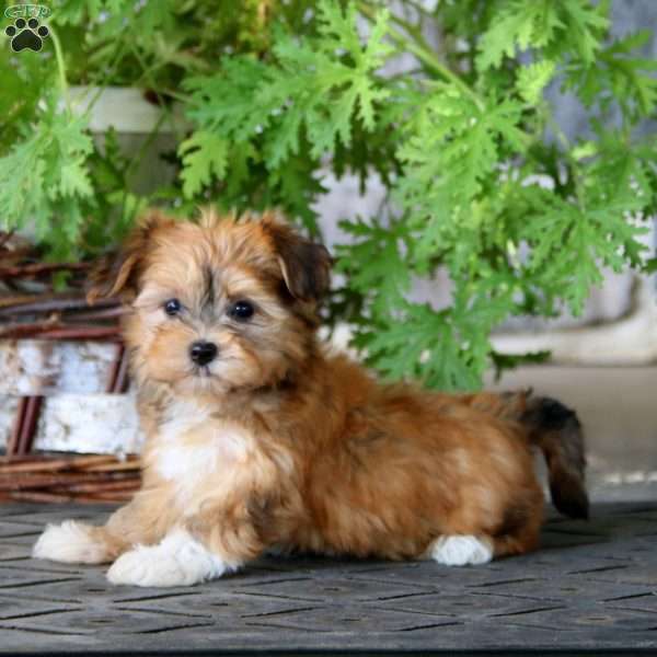 Melanie, Havanese Puppy