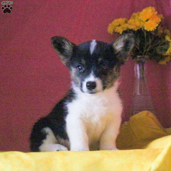 Merle, Pembroke Welsh Corgi Puppy