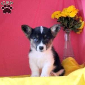 Merle, Pembroke Welsh Corgi Puppy