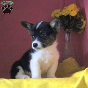 Merle, Pembroke Welsh Corgi Puppy