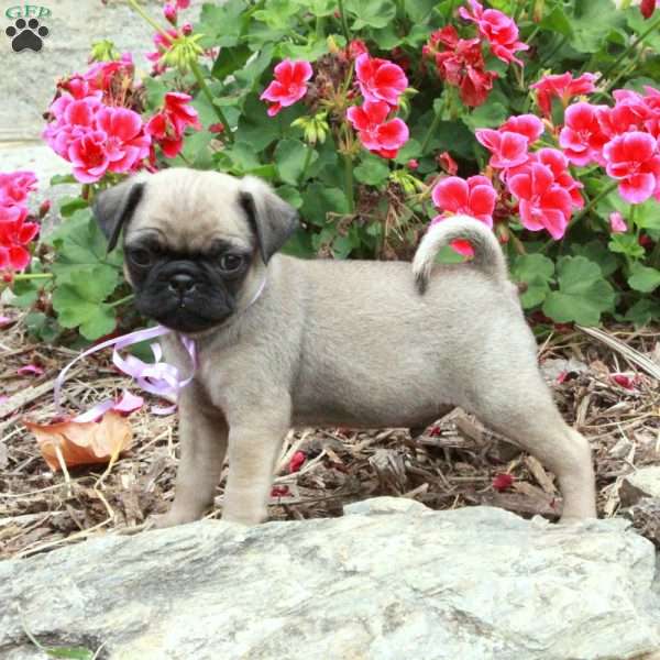 Mervin, Pug Puppy