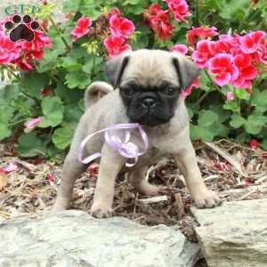 Mervin, Pug Puppy