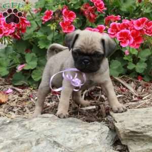 Mervin, Pug Puppy