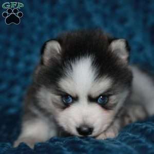 Simone, Pomsky Puppy