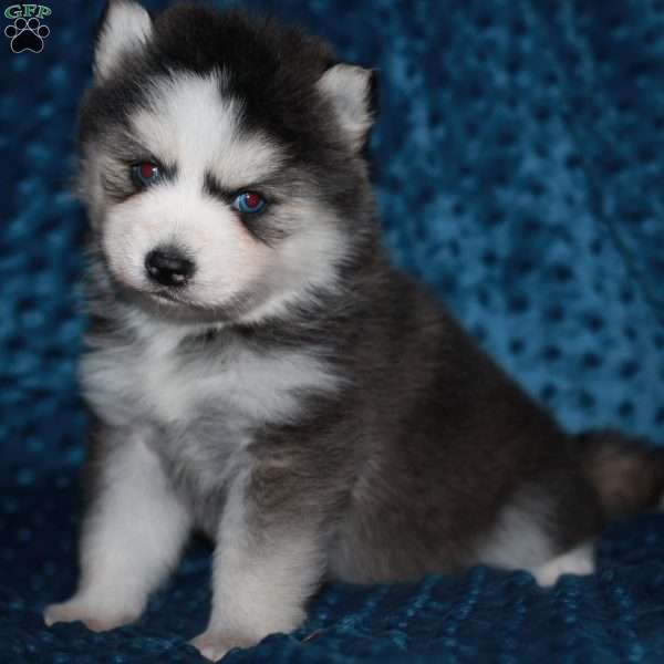 Simone, Pomsky Puppy