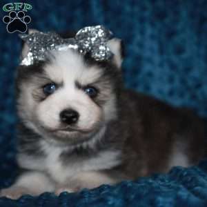 Simone, Pomsky Puppy