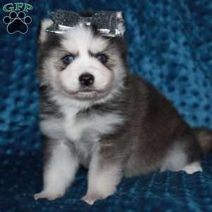 Simone, Pomsky Puppy