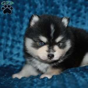 Vincent, Pomsky Puppy