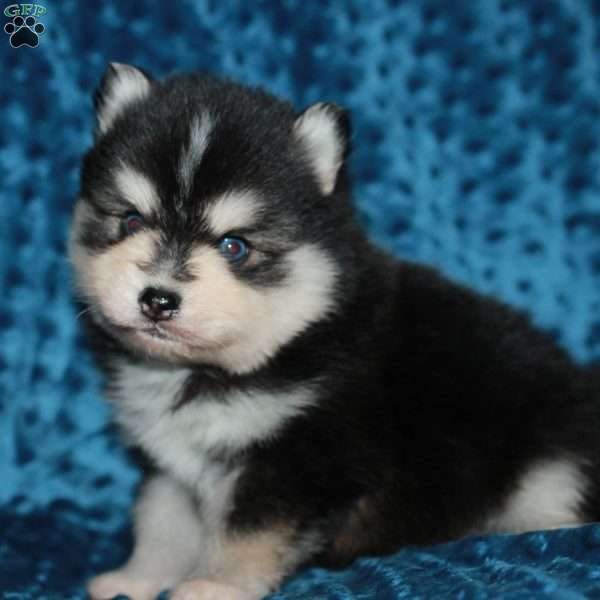 Vincent, Pomsky Puppy