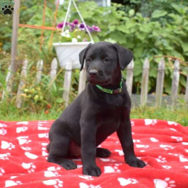 Mia, Black Labrador Retriever Puppy