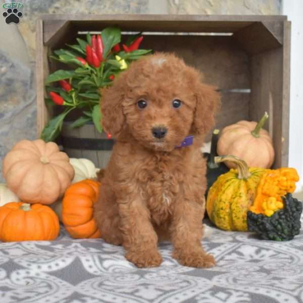 Mia, Mini Goldendoodle Puppy