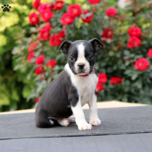 Mia, Boston Terrier Puppy