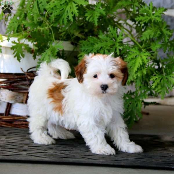 Mia, Havanese Puppy