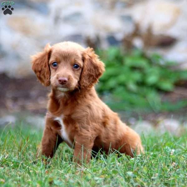 Michael, Cockapoo Puppy