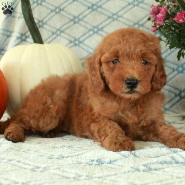 Mick, Mini Goldendoodle Puppy