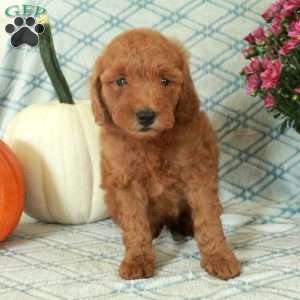 Mick, Mini Goldendoodle Puppy