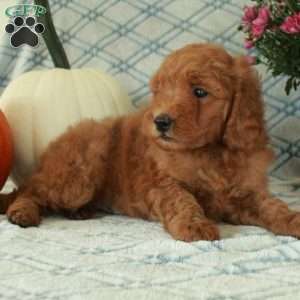 Mick, Mini Goldendoodle Puppy