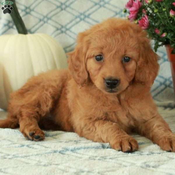 Midge, Mini Goldendoodle Puppy