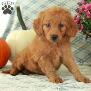 Midge, Mini Goldendoodle Puppy