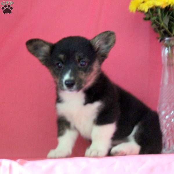 Midnite, Pembroke Welsh Corgi Puppy