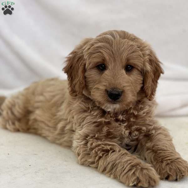 Miguel, Mini Goldendoodle Puppy