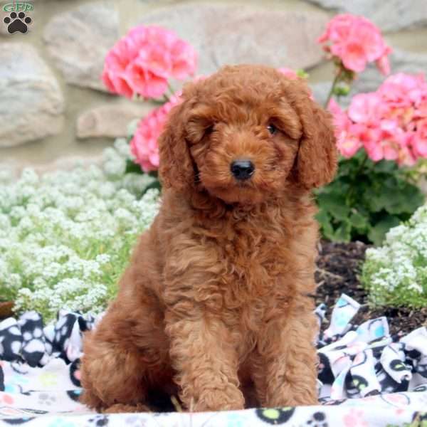 Mike, Miniature Poodle Puppy