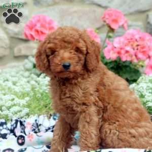 Mike, Miniature Poodle Puppy