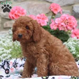 Mike, Miniature Poodle Puppy