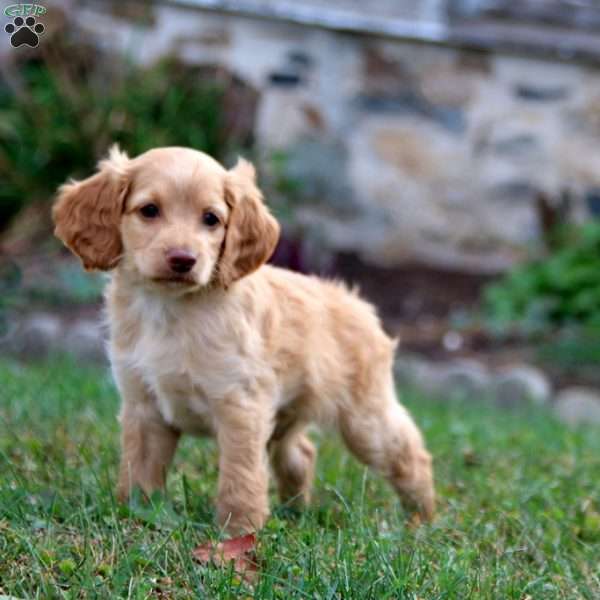 Mike, Cockapoo Puppy