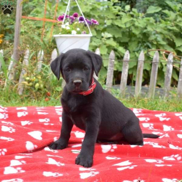 Miley, Black Labrador Retriever Puppy