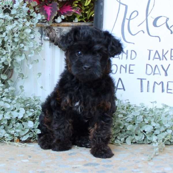 Millie, Yorkie Poo Puppy