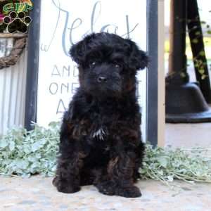 Millie, Yorkie Poo Puppy