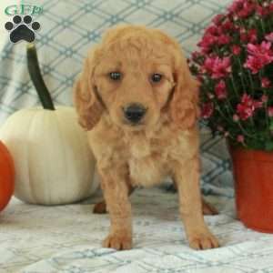 Millie, Mini Goldendoodle Puppy