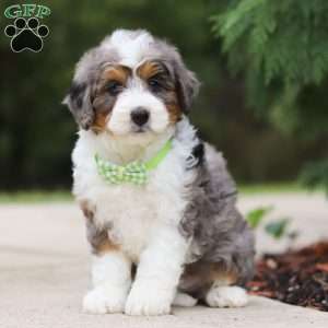 Milo, Mini Bernedoodle Puppy