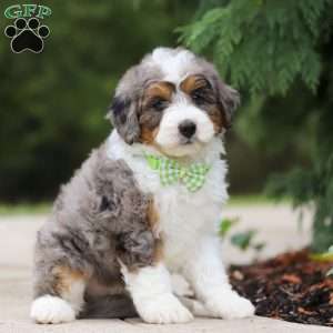 Milo, Mini Bernedoodle Puppy