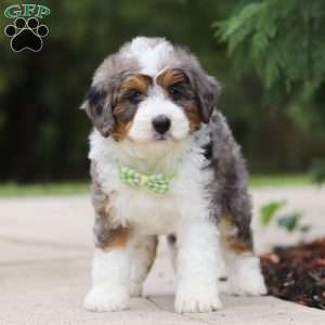 Milo, Mini Bernedoodle Puppy