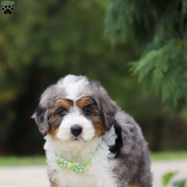 Milo, Mini Bernedoodle Puppy