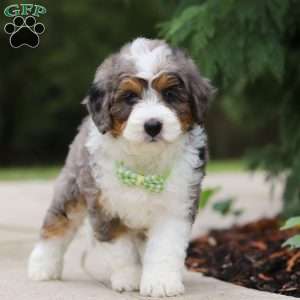 Milo, Mini Bernedoodle Puppy